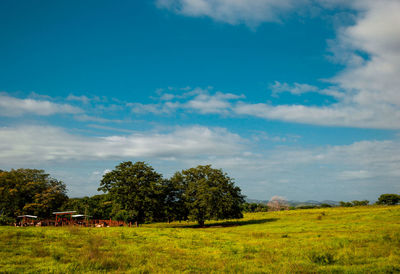 Trees on field against sky