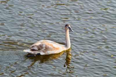 High angle view of swan swimming in lake