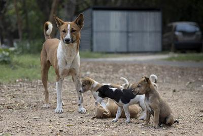 Portrait of dogs