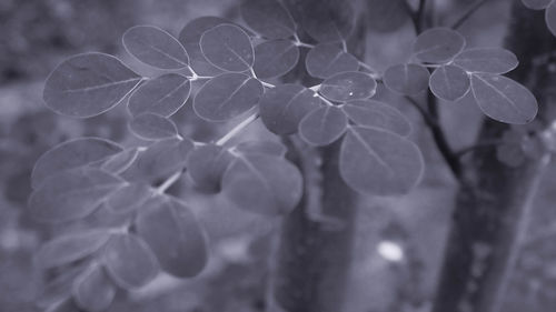 Close-up of raindrops on plant