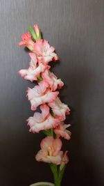 Close-up of pink flowers in vase