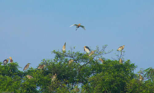 Low angle view of bird flying in sky