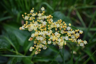 Close-up of white flowering plant