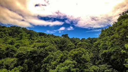 Scenic view of forest against cloudy sky