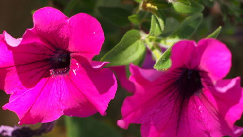 Close-up of pink flower