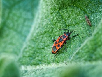 Close-up of insect on leaf
