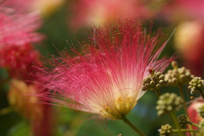 Close-up of pink flowers