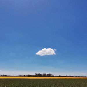 Scenic view of field against clear sky
