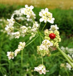 Close-up of white flowers