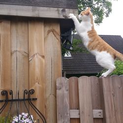 Cat on wood