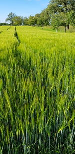 Scenic view of agricultural field against sky