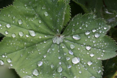 Close-up of wet leaves on rainy day