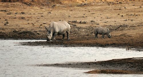 Rhinos on lakeshore