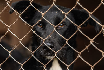 Close-up of dog seen through chainlink fence