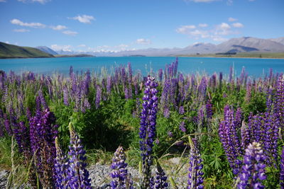 Purple flowering plants on land against sky