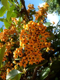 Low angle view of fruits growing on tree