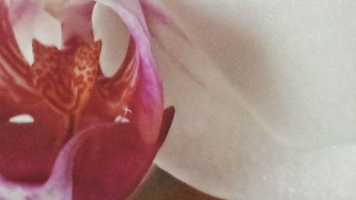 Close-up of pink flower