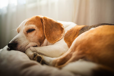 pet