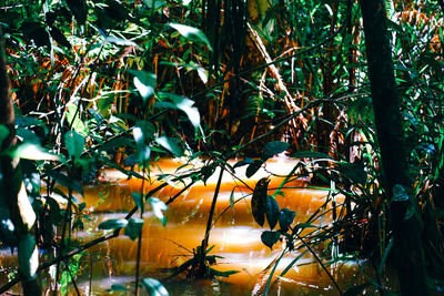 Plants and trees against water