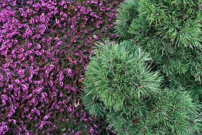 Full frame shot of purple flowers