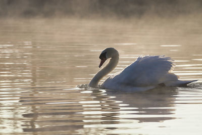 Swan swimming in lake
