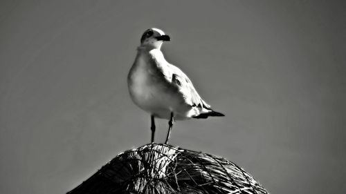 Close-up of bird perching on wall