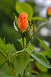 Close-up of rose bud on plant