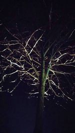 Close-up of bare tree at night