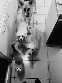 High angle portrait of dog on tiled floor