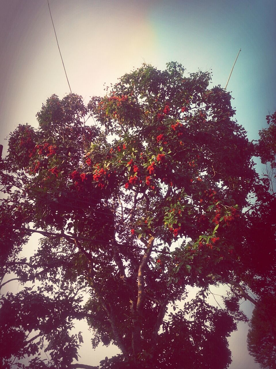 tree, low angle view, growth, branch, sky, nature, beauty in nature, tranquility, clear sky, scenics, outdoors, day, tranquil scene, silhouette, no people, sunlight, red, idyllic, leaf, treetop