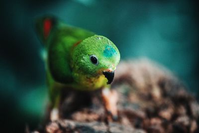 Close-up of parrot