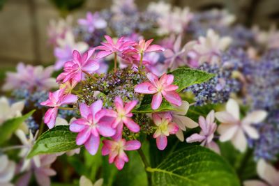 Close-up of pink flowers blooming at park