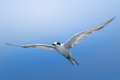 Low angle view of seagull flying in sky