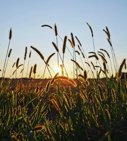 Close-up of stalks in field against sunset sky