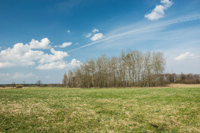 Trees on field against sky