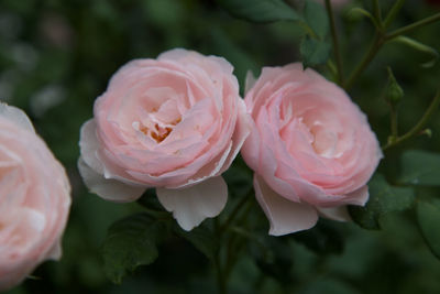 Close-up of pink roses blooming outdoors