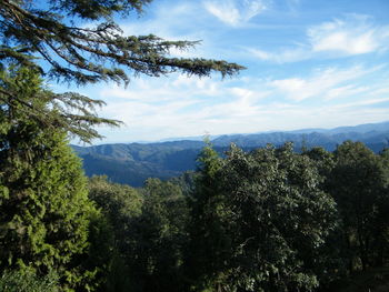 Scenic view of forest against sky
