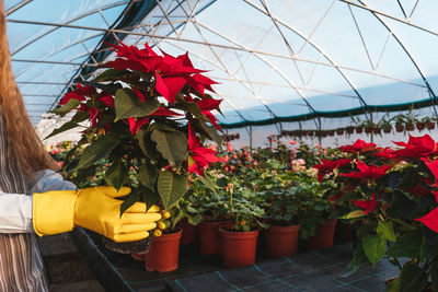 Close-up of potted plants in greenhouse