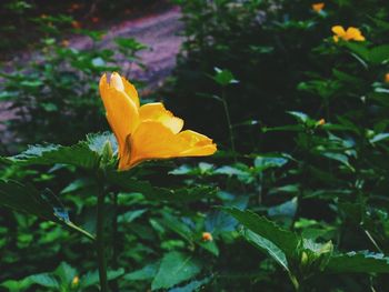 Close-up of yellow flowers