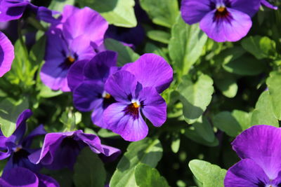 Close-up of purple flowering plants