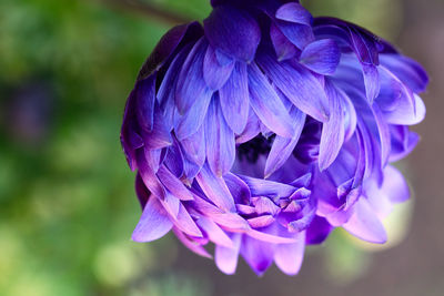 Close-up of purple flowering plant