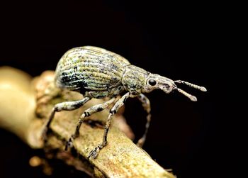 Close-up of wevil bug over black background