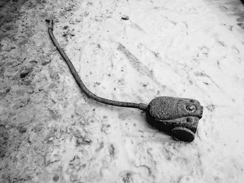 High angle view of lizard in water