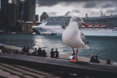 Close-up of bird perching against buildings in city