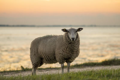 Sheep on field by sea during sunset