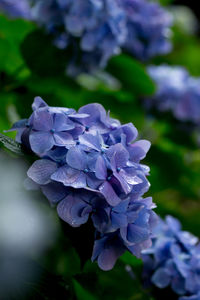 Close-up of purple flowers blooming