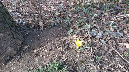 Plant growing on field