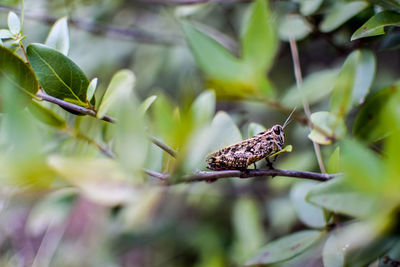 Close-up of bird perching on tree