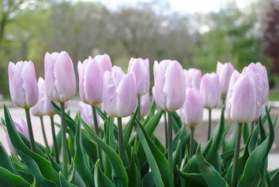 Close-up of purple crocus flowers on field