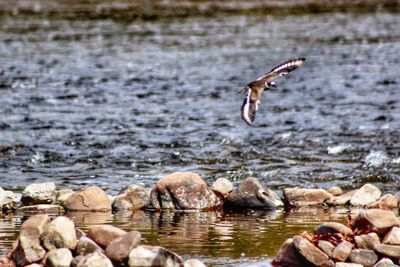 Close-up of duck swimming in lake